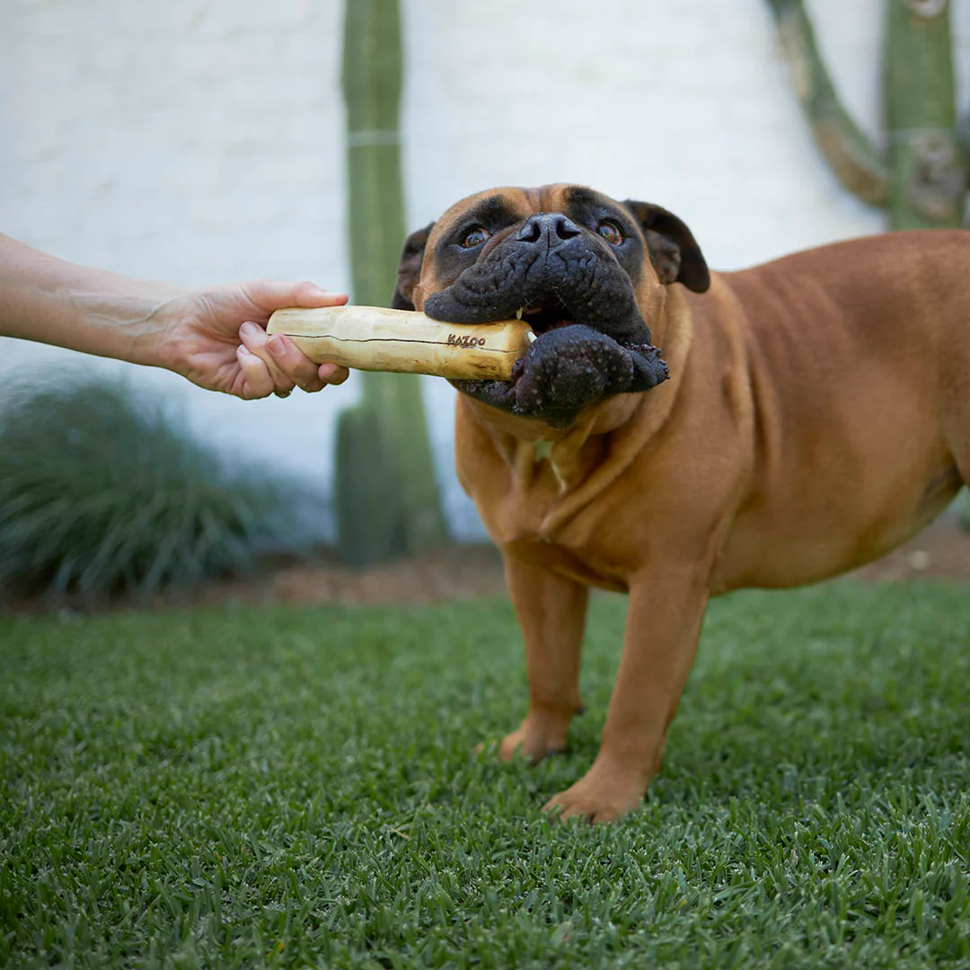 Dog Best Sellers